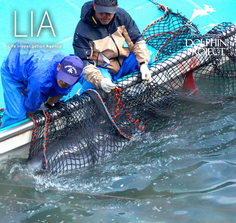 Bild by Ren Yabuki: Blutender Streifendelfin, schwerverletzt von der extremen Gewalt des japanischen Massenmörder-Abschaums, im Netz ans Boot gedrückt, schleppen ihn die Monster unter die Planen in den grausamen Leidens-Tod