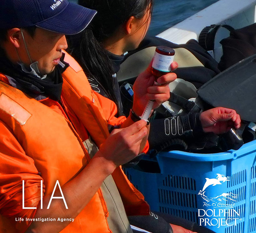 Bild by Ren Yabuki: "Delfinquäler-Tierarzt", Mitglied der Taiji Delfinmafia, verabreicht dem entführten Delfinkind eine Beruhigungsspritze 