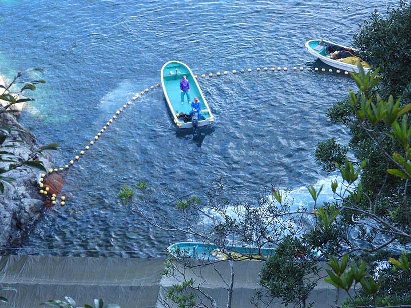 Japanischer Delfin-Massenmörder-Abschaum terrorisiert die verängstigten in Panik geratenen, erschöpften Delfine unter die Planen an den Strand in die Hände des anderen Abschaums, der ihnen einen Eisenstab in die Wirbelsäule rammte. Die japanische Regierung verteidigt und lügt über diese grausame Tötungsmethode, die zu keinem schnellen Tod führt und langes Leiden verursacht, als human