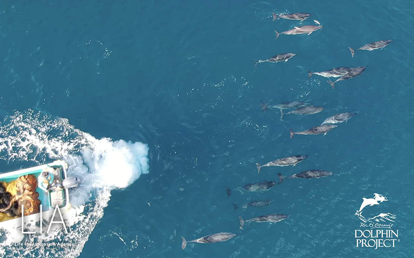 Bild by Ren Yabuki: Die 16 Streifendelfine während des Terrors kurz vor der Bucht. Mindestens 6 junge Delfine, Delfinkinder, sind zu erkennen