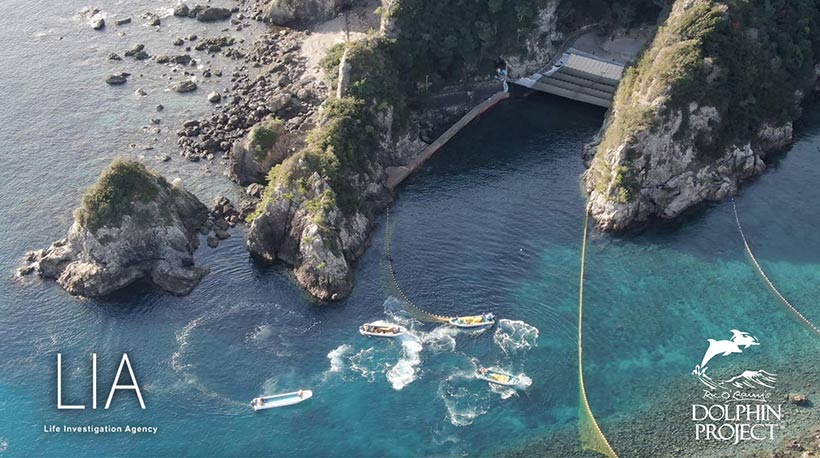 Bild by Ren Yabuki: Aufnahme mit Drohne während die 16 Streifendelfine in die Bucht terrorisiert werden