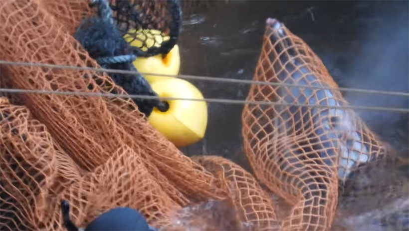 Bild by Kunito Seko: Einer von mehreren Streifendelfinen  in Panik in die Netze geraten und verwickelt, verletzt sich schwer am Rostrum und ertrinkt danach