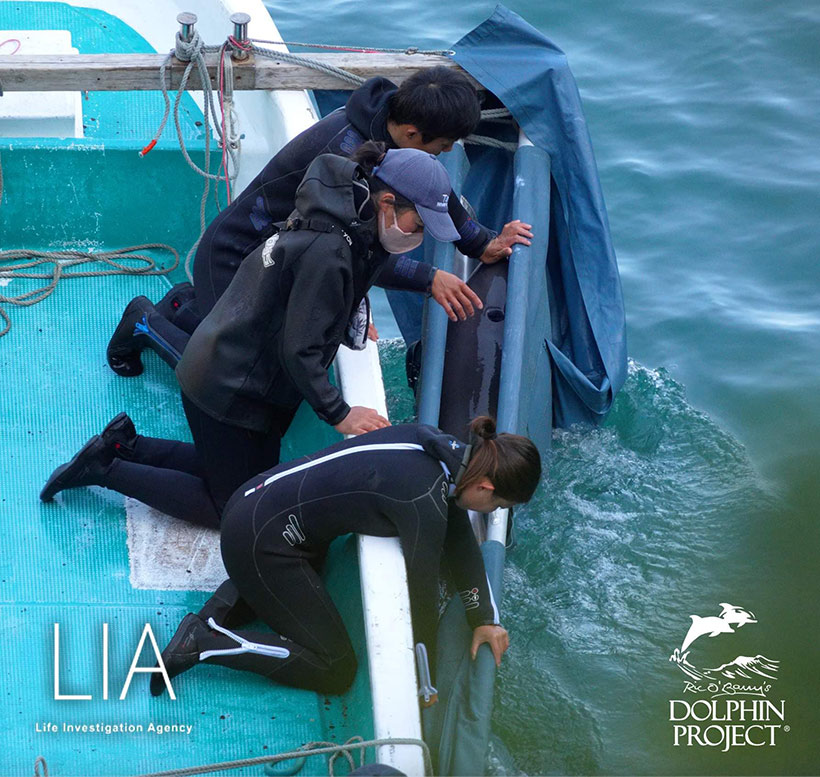 Bild by Ren Yabuki: entführtes Breitschnabel Delfinkind wird i die Murya Bay gebracht und in ein Gefangenenkäfig geworfen