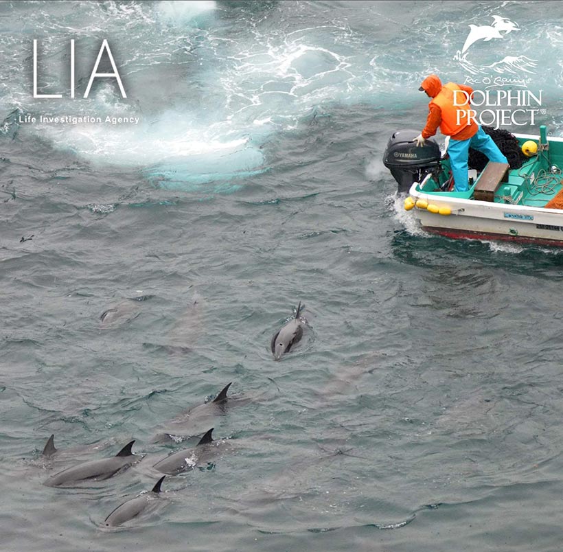 Bild by Ren Yabuki: Von der Stunden langen aggressiven Treibjagd gezeichnet, werden die erschöpften Delfine noch weiter in der Bucht brutal terrorisiert.