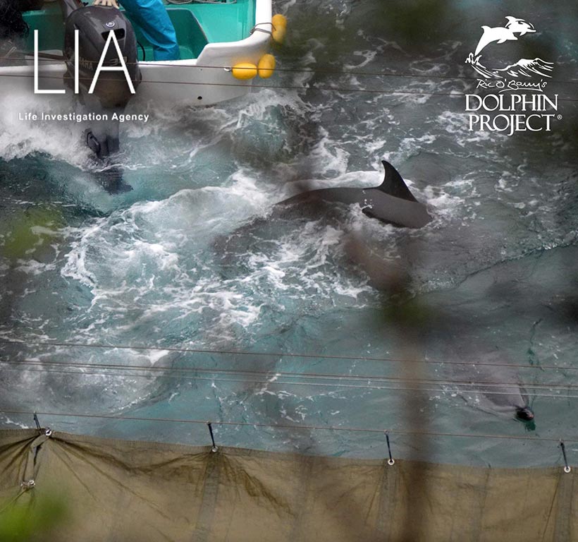 Bild by Ren Yabuki: Brutale Gewaltanwendung mit den Motoren der Boote an den hilflosen, sanften Streifendelfine innerhalb des Netzes vor dem Strand 