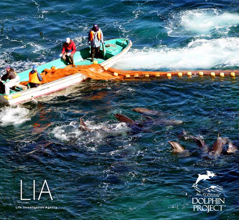 Bild by Rn Yabuki: Extrem brutaler Terror im Netz vor dem Strand, so sehen verängstigte, gestresste und in Panik geratene Delfine aus, ähnlich wie in Delfinarien.