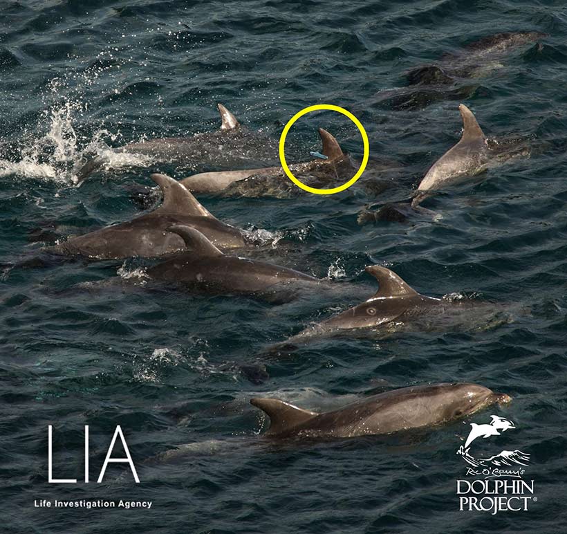 Bild by Ren Yabuki: Killer hatten einen Delfin mit einem Tracker markiert, weil sie genau wissen, dass die Familie unweit der Bucht entfern nach ihren vermisten Familienmitgliedern suchen wird