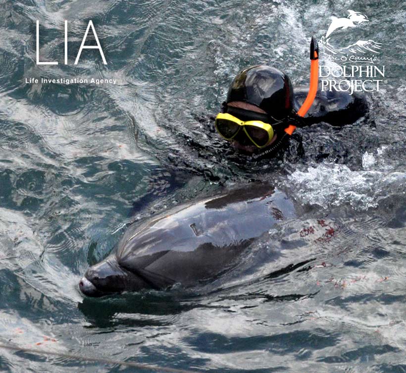 Bild by Ren Yabuki: Taucher verschleppt mit Gewalt ein Delfinkind zur Gefangenen Auswahl unter die Planen - Es wurde ermordet weil es nicht den Ansprüchen der Trainer entsprach 