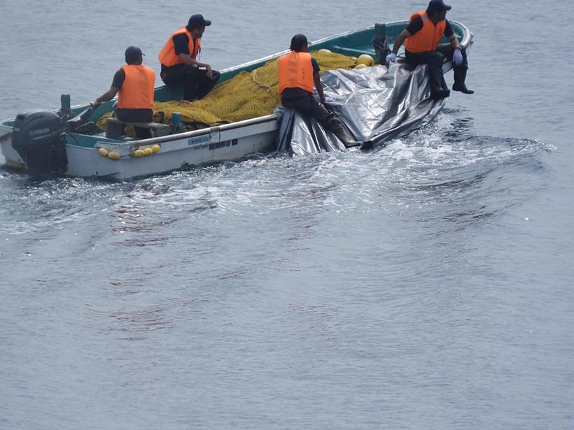 Bild by Kunito Seko: Wirbelsäule-erstochene Delfine werden unter Planen zu einem vor der Bucht wartendes Jagdschiff hinausgebracht
